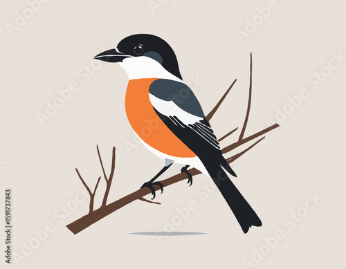 shrike vector illustration