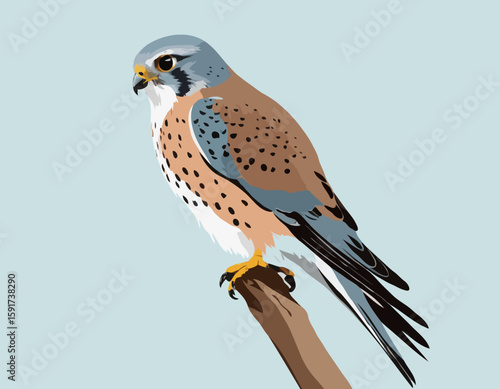 Kestrel
