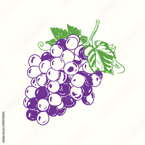 Purple Grapes Fruit Illustration