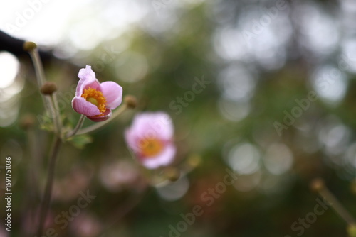 pink Japanese anemone flower with soft bokeh background in natural light
