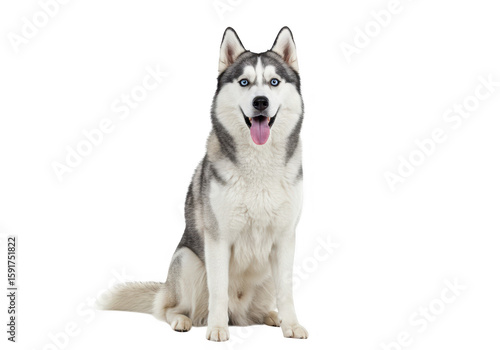 A happy siberian husky dog with striking blue eyes sits attentively, panting with its tongue out, isolated on a transparent background