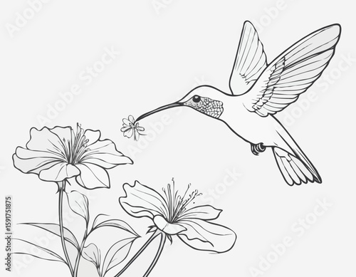 continuous single line drawing of hummingbird hovering while feeding at flower, line art vector illustration