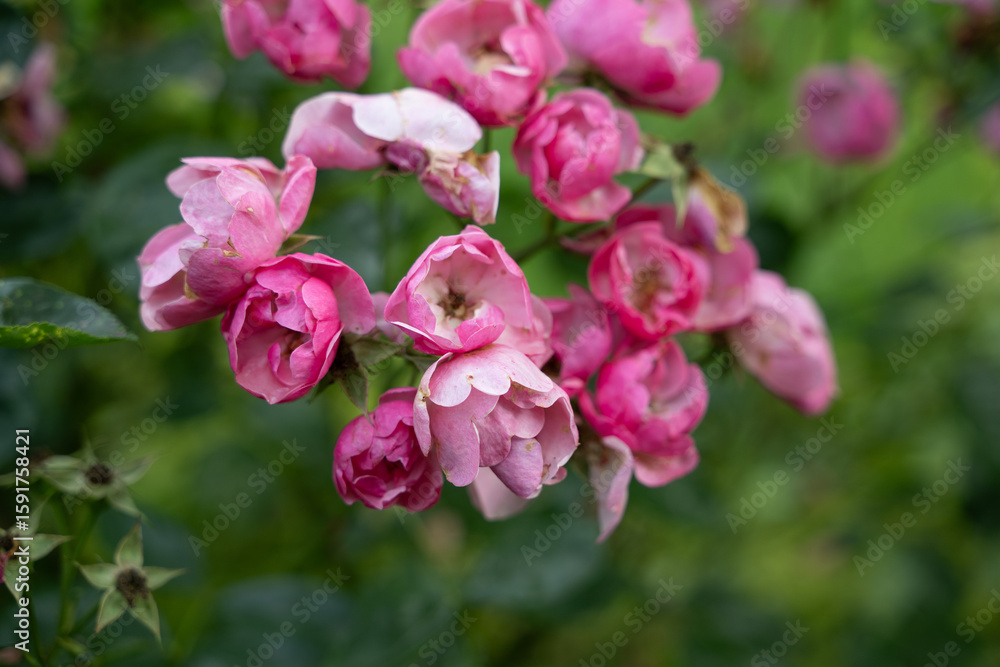 Fototapeta premium rose rot naur pflanze