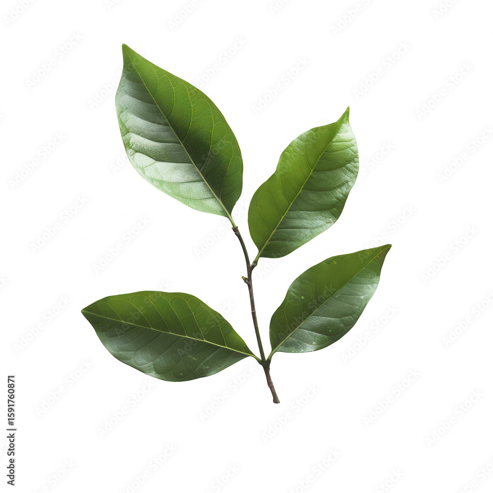 Fototapeta premium Close-up of three vibrant green leaves on a stem