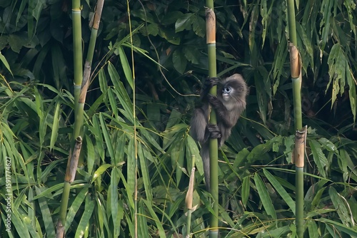 Tableau sur toile Phayre's leaf monkey (Trachypithecus phayrei), also known as Phayre's langur, is