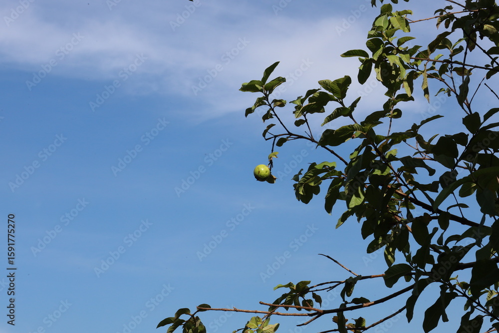 Guava fruit against a blue sky background Guava fruit against a blue sky background