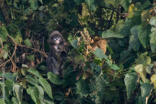 Photography Phayre's leaf monkey (Trachypithecus phayrei), also known as Phayre's langur, is