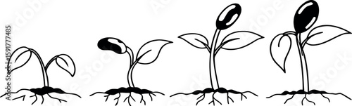 Hand-Drawn Seed Germination Stages Vector – Minimal Black and White Illustration of Plant Growth Cycle for Educational and Agricultural Design Use