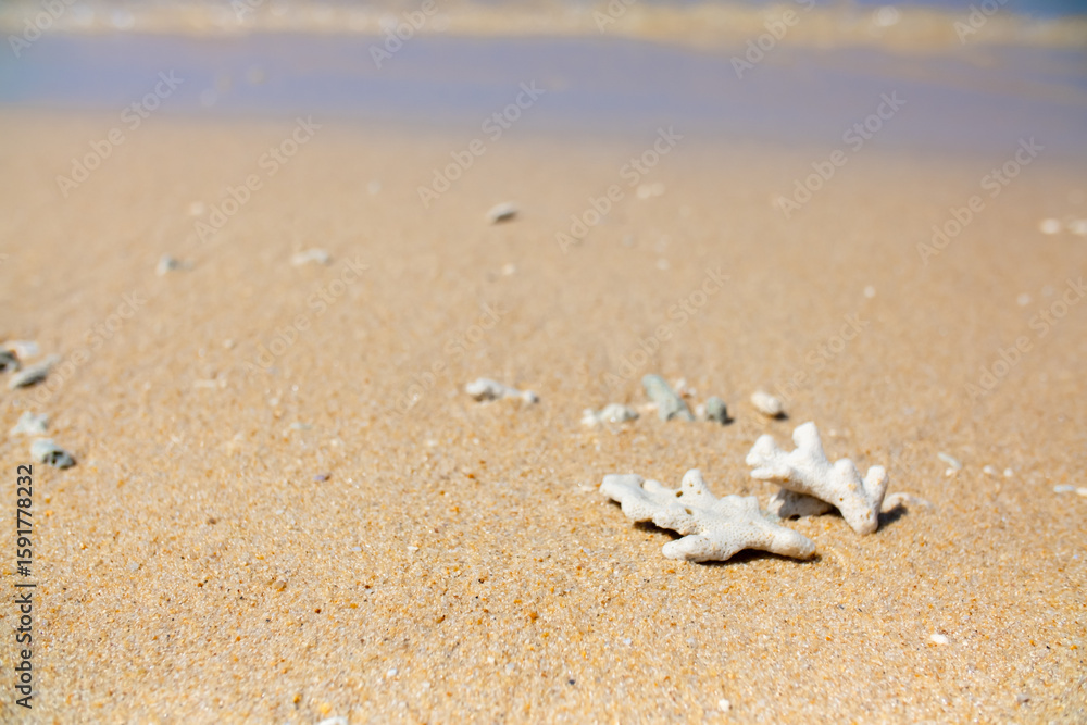 Corals on the sand on the seashore. Seascape background, sandy shore with corals and shells. Corals on the sand on the seashore. Seascape background, sandy shore with corals and shells.