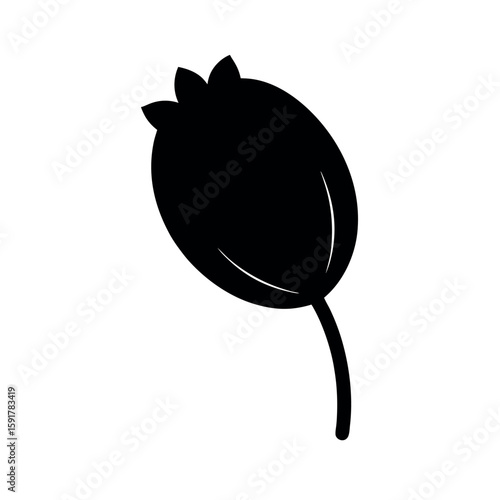 Poppy seed pod in delicate sketch style Line Art Vector illustration