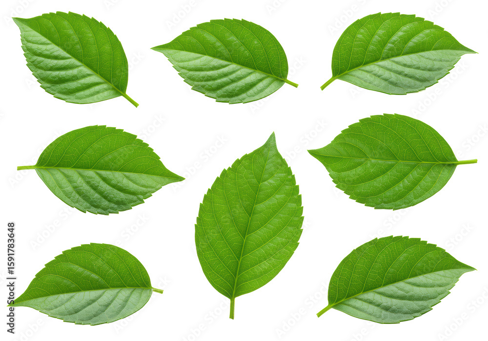 Fototapeta premium Multiple fresh vibrant green leaves with unique shapes, subtle curvatures, and intricate natural veining, pristine, set against a pure clean white background with ample copy space, studio lit, no