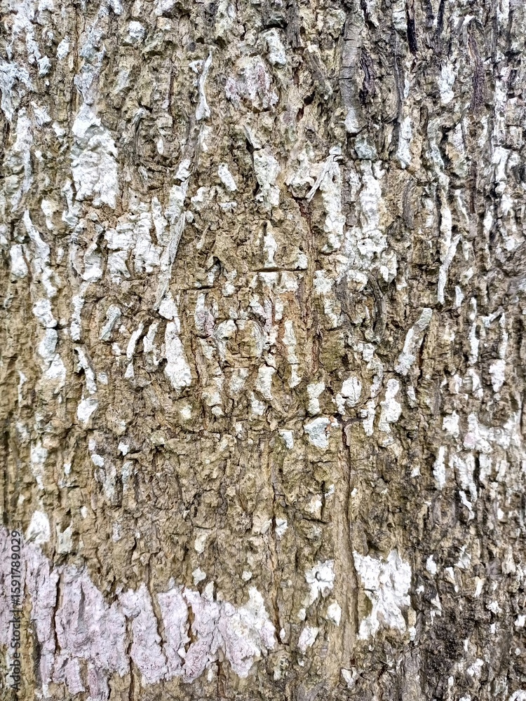 Fototapeta premium Rustic Tree Bark with White and Brown Patches
