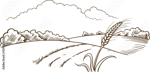 Wheat field landscape illustration with clouds and trees harvest agriculture concept, rural farmland sketch outline