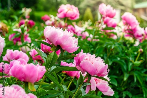 Wallpaper Mural A close-up view of vibrant pink peonies in full bloom in a summer garden setting. Torontodigital.ca