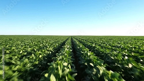 A field of green crops stretches towards the horizon under a clear blue sky Rows of plants are discernible