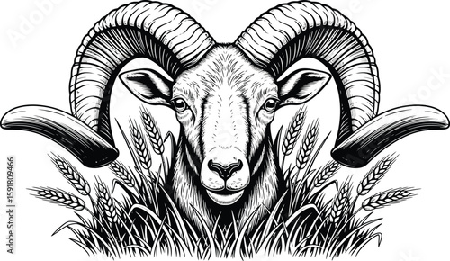 Detailed illustration of a ram with majestic horns standing amidst a field of wheat, showcasing rustic farm imagery.