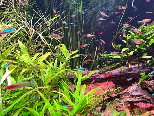 Fototapeta Planted freshwater aquarium with driftwood and many colorful fish, including neo