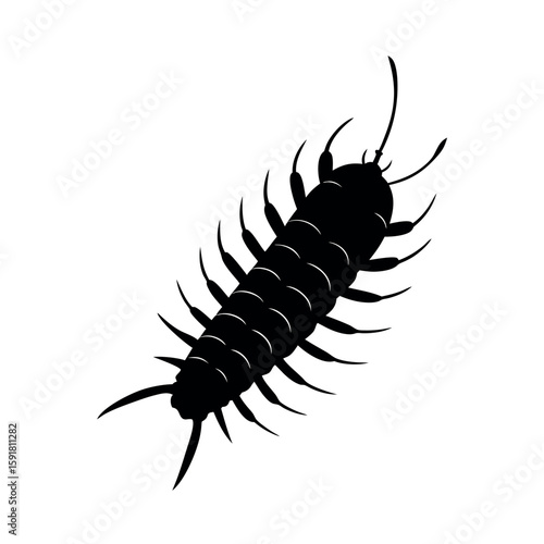 Long centipede crawling in segmented form Line Art Vector illustration