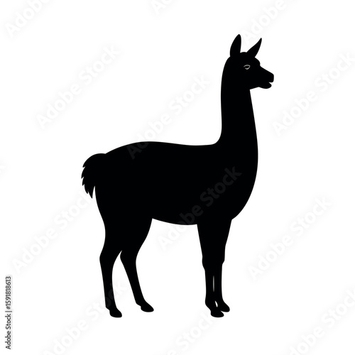 Llama with soft fur standing gracefully Line Art Vector illustration