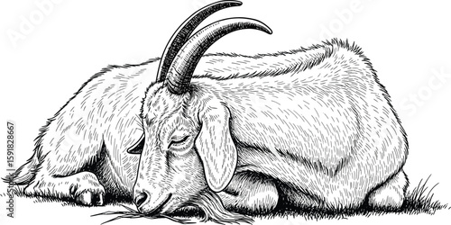 A serene illustration of a goat resting peacefully, depicted in a detailed black and white ink drawing, showing its horns and textured fur.