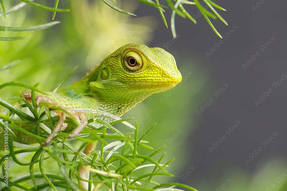 Obraz premium Green Jubata Lizard or Maned Forest Lizard (Bronchocela jubata) is a species of agamid lizard found in Southeast Asia, primarily in Indonesia.
