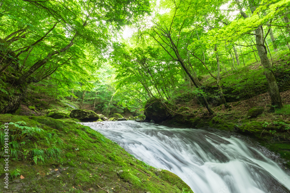 Obraz premium waterfall in the green forest