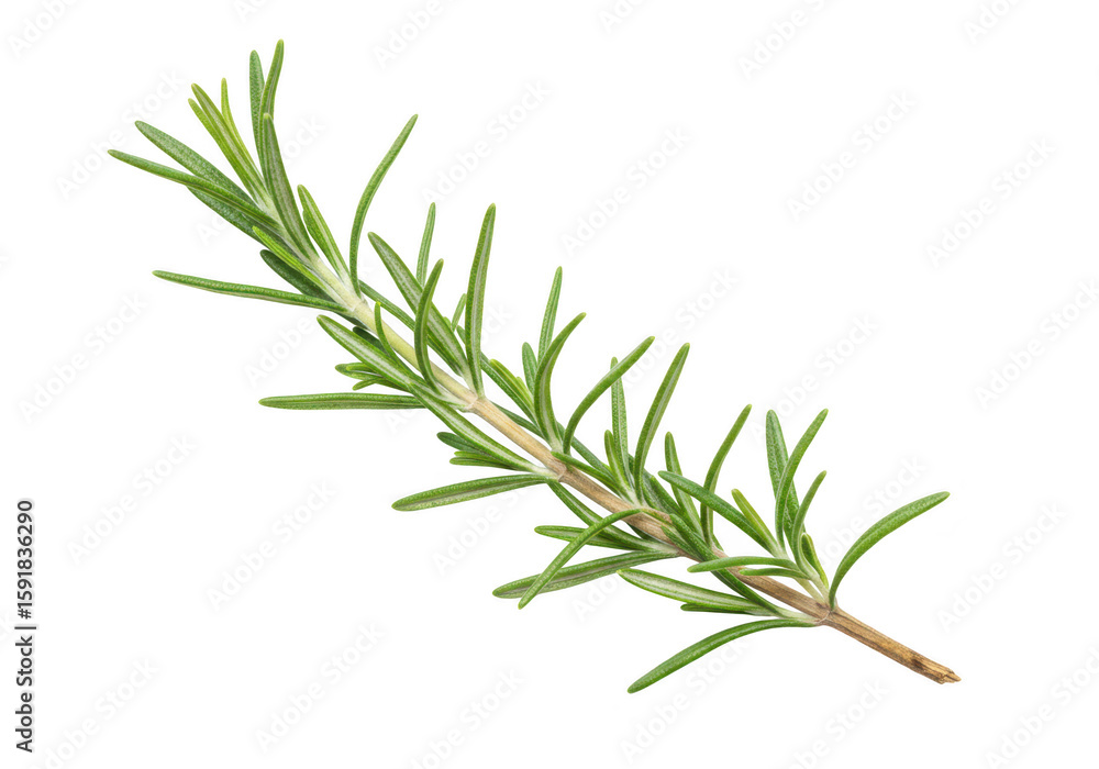 Fototapeta premium A fresh sprig of rosemary with green leaves, isolated on a transparent background