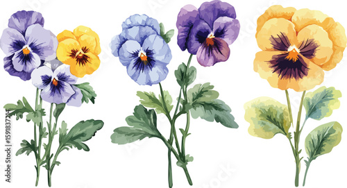 Watercolor Pansy Flowers in Yellow Blue and Purple on White Background