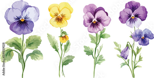 Watercolor Pansies in a Row Floral Illustration with Purple and Yellow Flowers