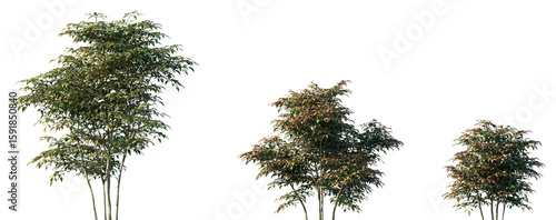 Panel kuchenny z motywem Set of Nandina domestica (commonly known as nandina, heavenly bamboo or sacred bamboo) frontal set street trees isolated png on a transparent background perfectly cutout