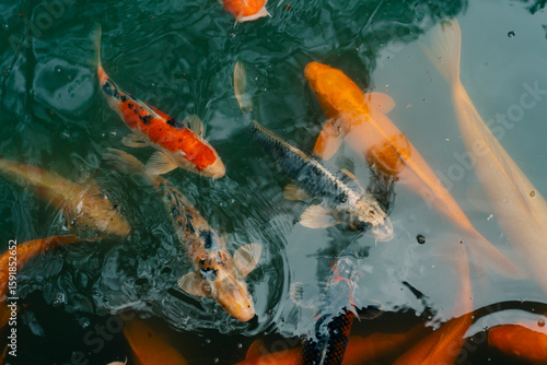 Schilderij op canvas Japan koi fish or Fancy Carp swimming in a black pond fish pond