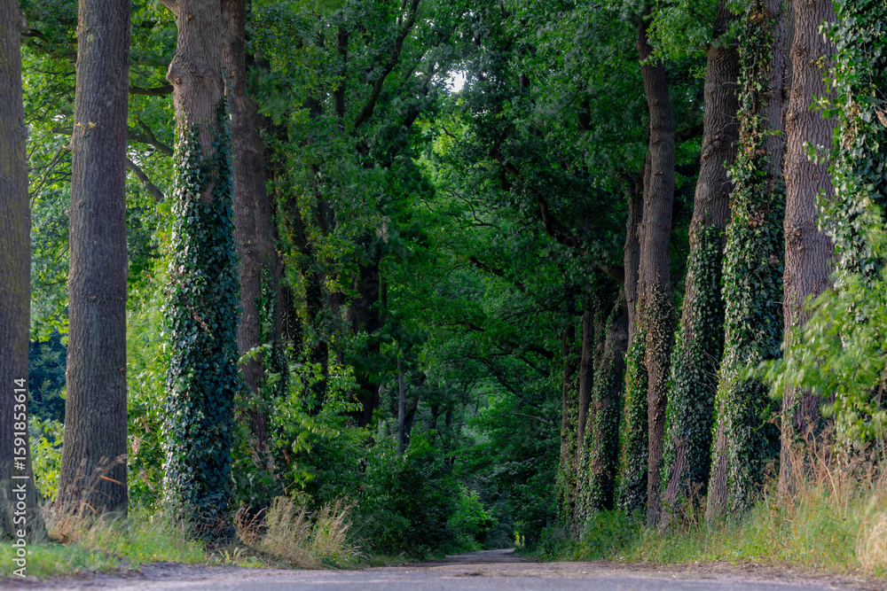 Fototapeta premium Countryside landscape, Gravel path into the forest in summer, Small street with trees trunks and green leaves, Overijssel is a province of the Netherlands located in the eastern part of the country.