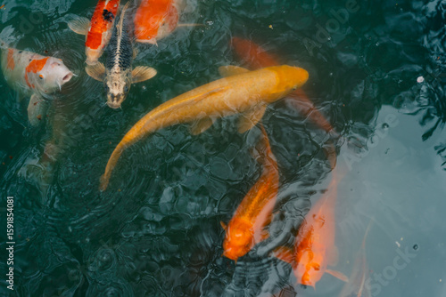 Принти на полотні Japan koi fish or Fancy Carp swimming in a black pond fish pond