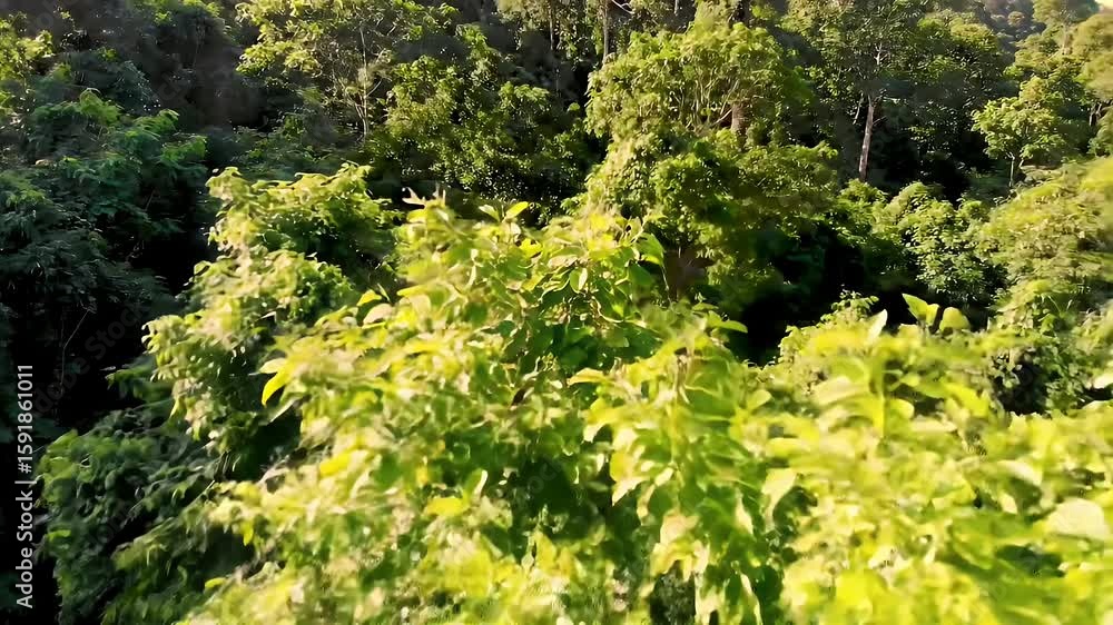 Flying Above Lush Green Forest Canopy Aerial View Flying Above Lush Green Forest Canopy Aerial View