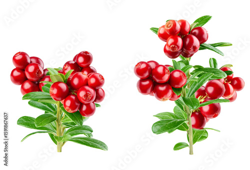 lingonberry twigs isolated on transparent background.