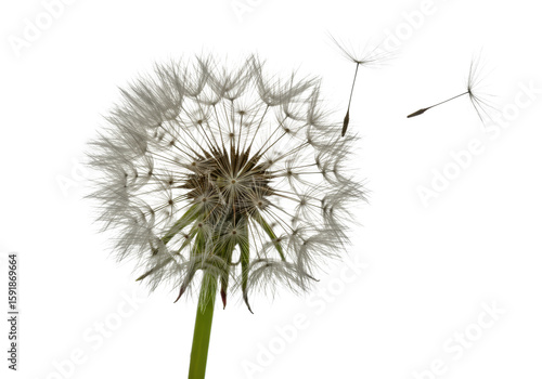 Wallpaper Mural Ultra-realistic UHD macro close-up of a transparent fluffy dandelion seed head with individual seeds and feathery pappus blowing, vibrant green stem, against a transparent studio background with no Torontodigital.ca