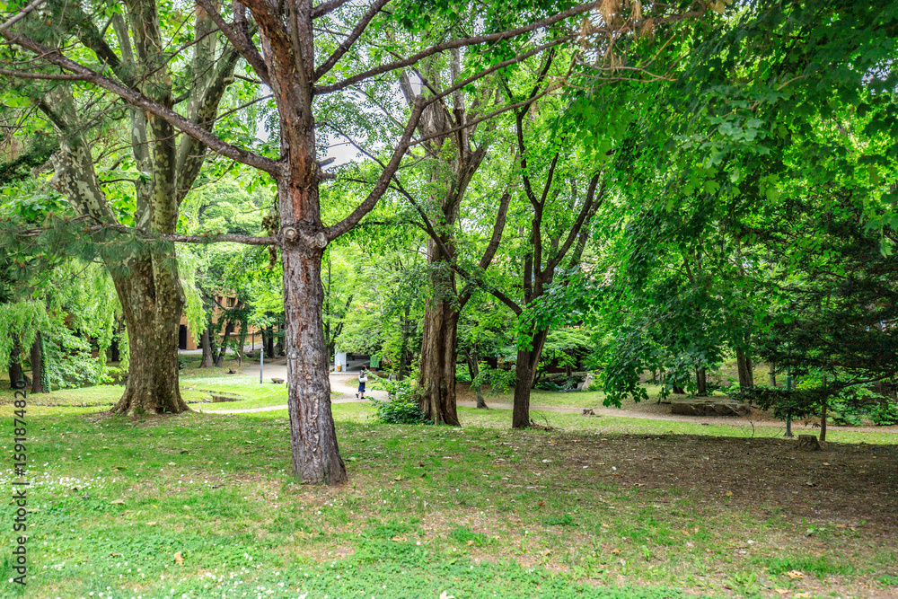 Fototapeta premium Lush Urban Park: Tranquil Green Space Beneath Tall Trees, Sapporo, Hokkaido, Japan