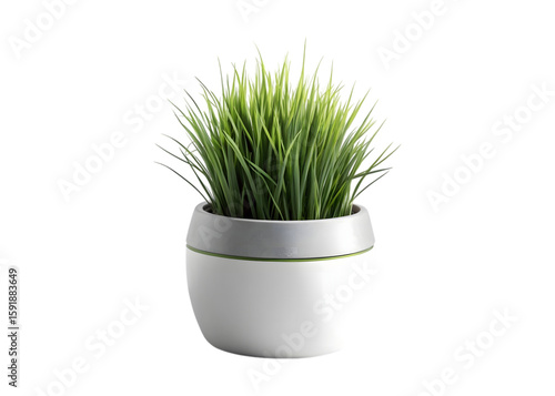 Green grass plant in a modern white and grey pot isolated on transparent background