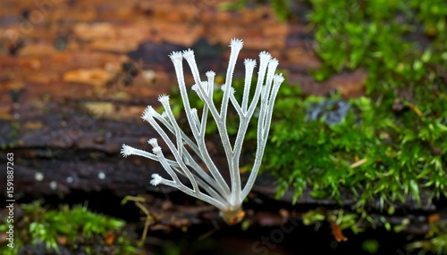 Wallpaper Mural Delicate white fungus on moss-covered log Torontodigital.ca