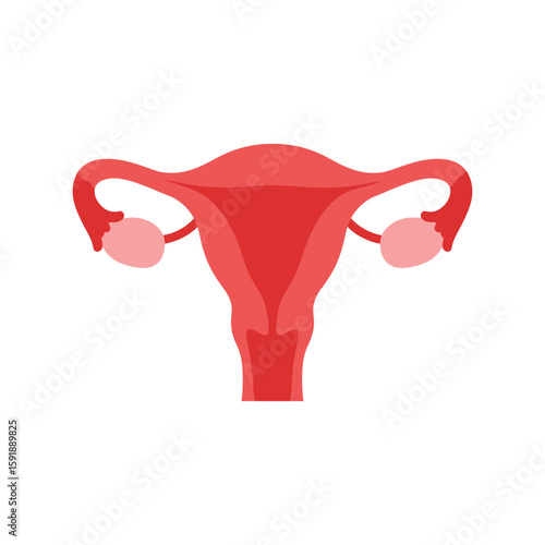 Female Uterus and Ovaries: Reproductive System Anatomy Vector