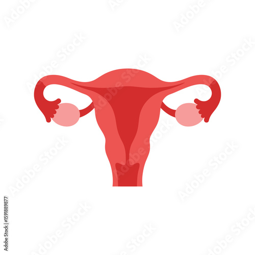 Female Uterus and Ovaries: Reproductive System Anatomy Vector