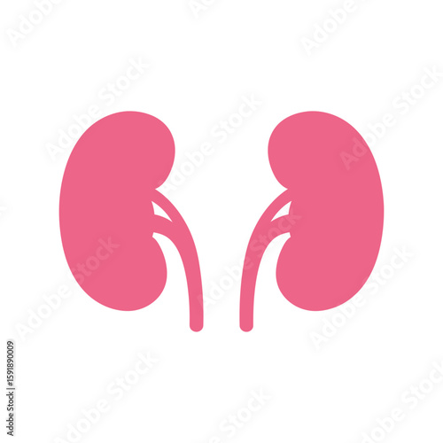 Human Kidneys Organs: Renal System Anatomy Pink Vector Illustration