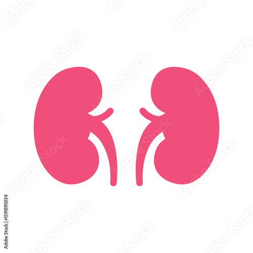 Human Kidneys Organs: Renal System Anatomy Pink Vector Illustration