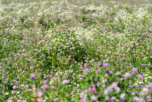 Photography Tightly framed view of blooming meadow flowers, vibrant clover and chamomile mix