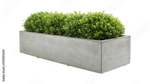 Rectangular concrete planter box with lush green foliage image