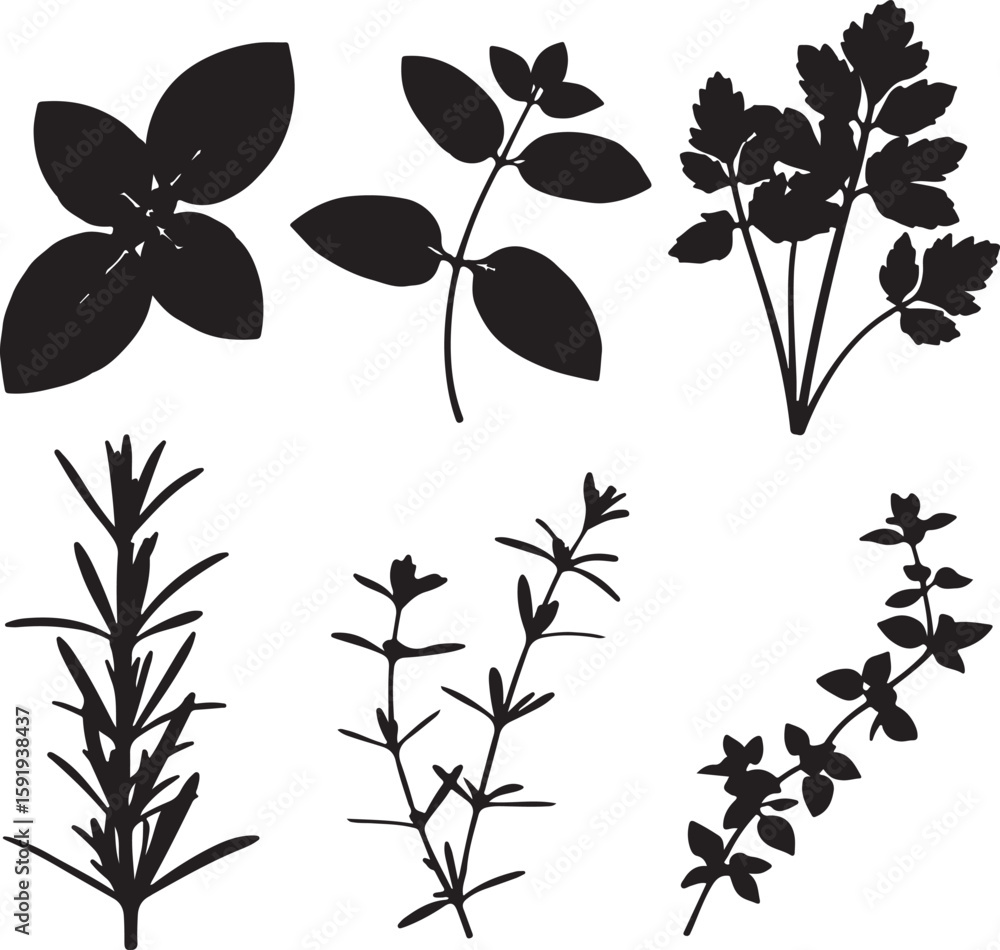 Obraz premium Black silhouette herbs and leaves basil oregano