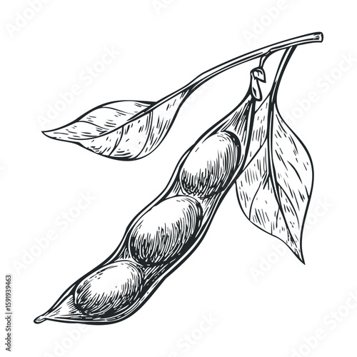 Hand drawn illustration of a green pea pod with fresh leaves