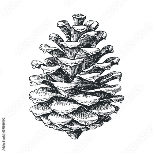 Detailed pinecone close up for nature designs and decor