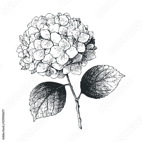 Elegant hydrangea flower branch with leaves for design purposes