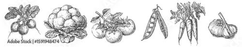 Set of vegetables - radish, cauliflower, tomato, peas, carrot and garlic illustrations that look like etched or engraved vintage printmaking drawings. Generative AI